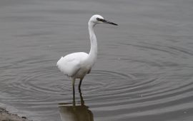 Kleine zilverreiger