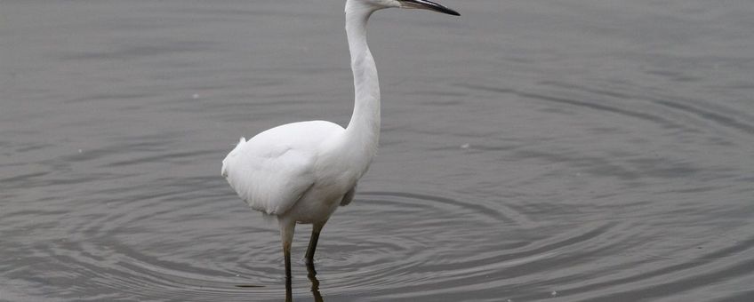 Kleine zilverreiger