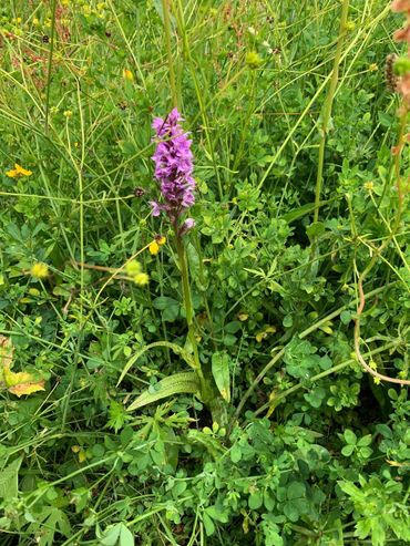 Brede orchis op het terrein