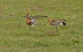 Limosa limosa. Grutto