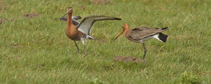 Limosa limosa. Grutto