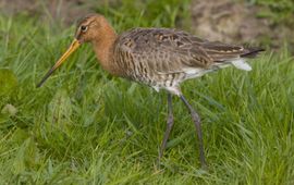 Saxifraga-Jan Nijendijk Limosa limosa. Grutto