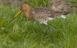 Limosa limosa. Grutto