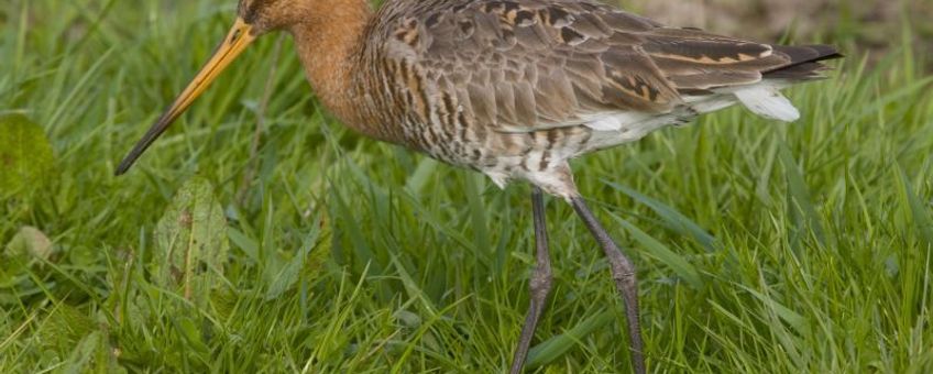 Limosa limosa. Grutto