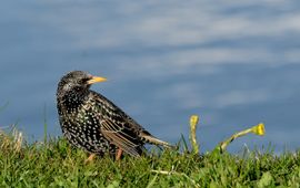 Arnold van Kreveld (Vogelbescherming Nederland) Spreeuw