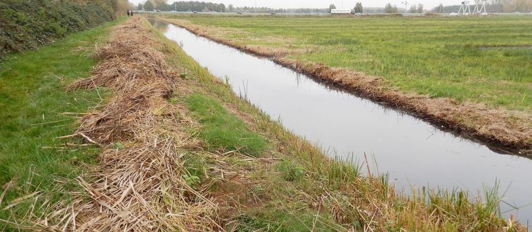 Er zijn duizenden kilometers aan oevers en daar zijn grote kansen voor meer biodiversiteit bij een uitgekiend beheer
