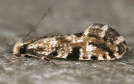 Imago van Nemapogon fungivorella