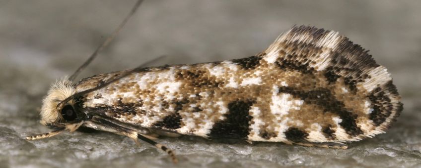 Imago van Nemapogon fungivorella