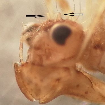 De twee hoorntjes op het voorhoofd van een jonge larve van de Bloedrode heidelibel uit de Houtvijver