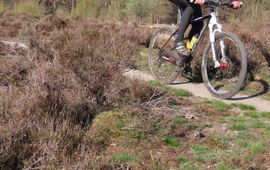 Op de Sallandse Heuvelrug zijn MTBroutes, voor een optimale natuurbeleving en afwisseling, dwars door het leefgebied van kwetsbare reptielen aangelegd.