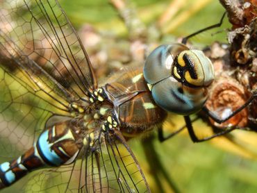 Met hun grote facetogen kunnen paardenbijters effectief jagen op kleine, vliegende insecten