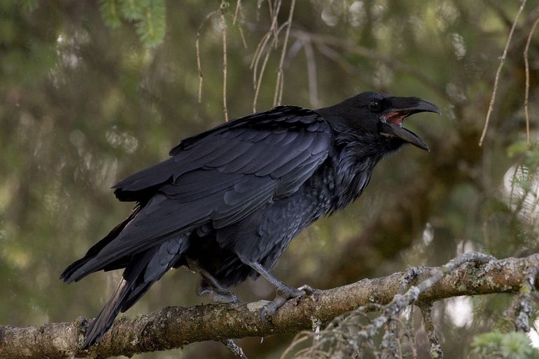 Raven broeden vooral in bosgebieden