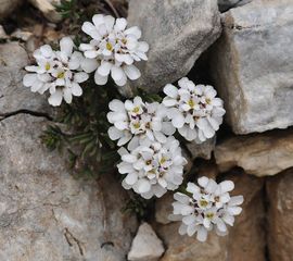 Scheefbloem iberis sempervirens