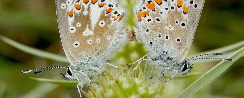 bruin blauwtje parend