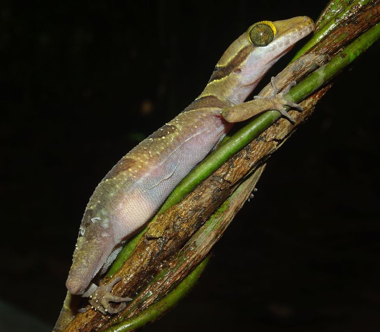 Thailand's kromtenige gekko