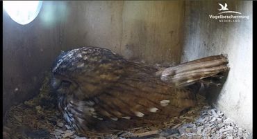 Bosuil op haar nest