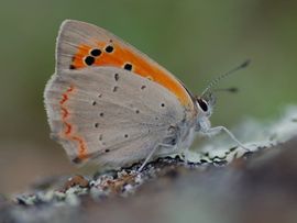 Albert Vliegenthart, De Vlinderstichting Lycaena phlaeas. Kleine vuurvlinder