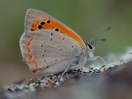 Lycaena phlaeas. Kleine vuurvlinder