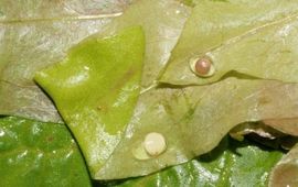 Kamsalamander en kleine watersal ei