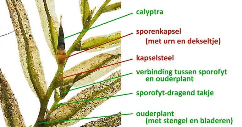 Detail van Watervedermos met de onderdelen van de sporofyt