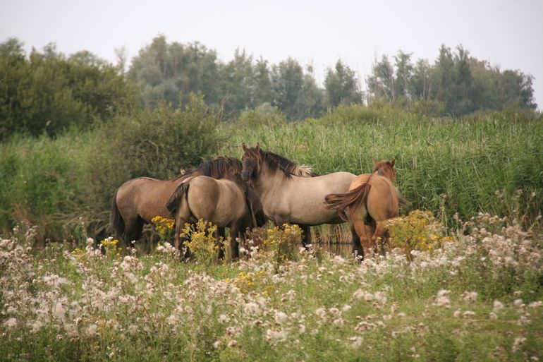 Konikpaarden; nauw verwant aan het oorspronkelijke Noord-Europese wilde paard, de tarpan