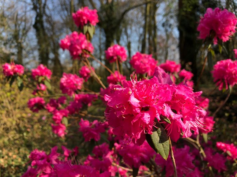 Rhododendron