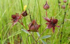 Wateraardbei, Comarum palustre
