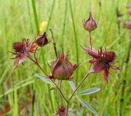 Wateraardbei, Comarum palustre