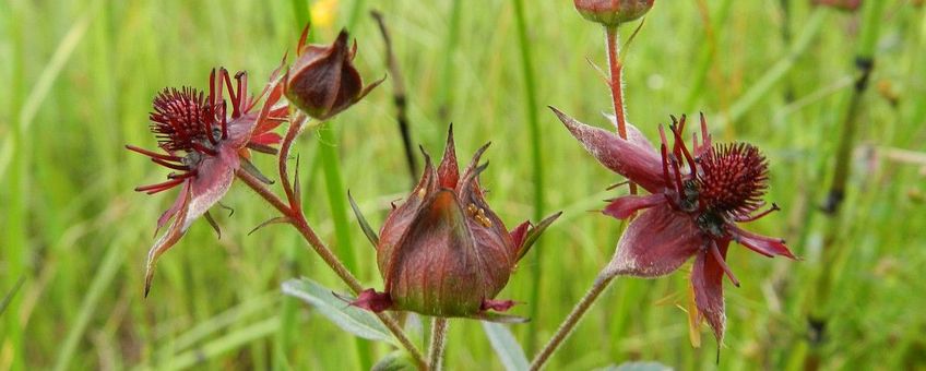 Wateraardbei, Comarum palustre