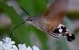 kolibrievlinder klein