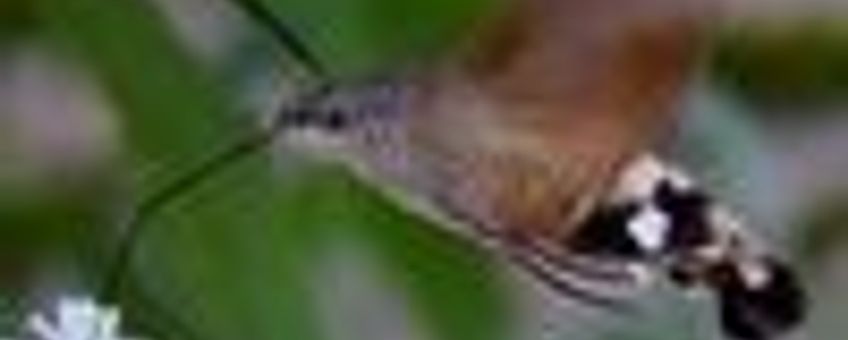 kolibrievlinder klein