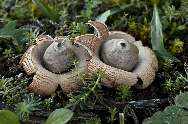 Viltige aardster, Geastrum saccatum