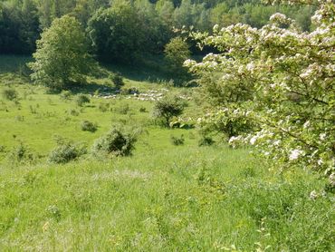 (Semi-natural) grasslands need high priority for nature restauration