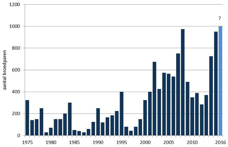 Ontwikkeling aantal broedparen IJsvogel