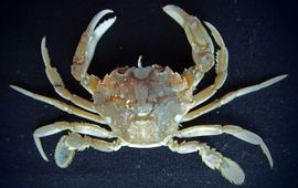 Grijze zwemkrab (Liocarcinus vernalis)