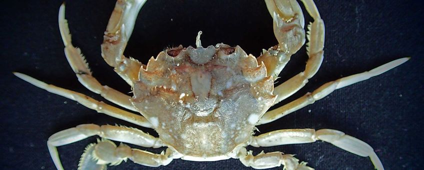 Grijze zwemkrab (Liocarcinus vernalis)