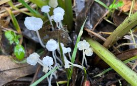 Smeerwortelmycena, Hemimycena candida
