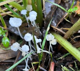 Smeerwortelmycena, Hemimycena candida