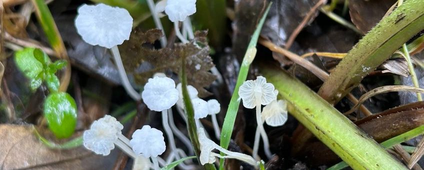 Smeerwortelmycena, Hemimycena candida