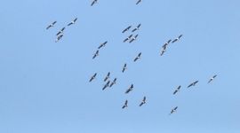 Kraanvogels