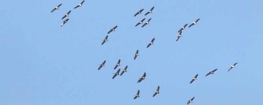 Kraanvogels