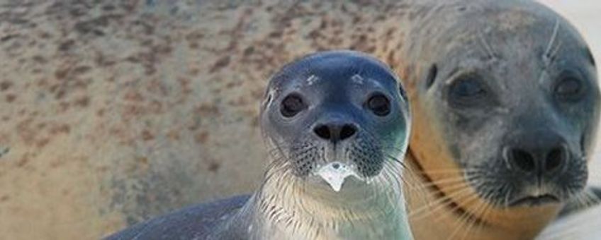 voor eenmalig gebruik, jonge zeehond met melkbaard