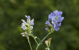 Luzerne, medicago sativa