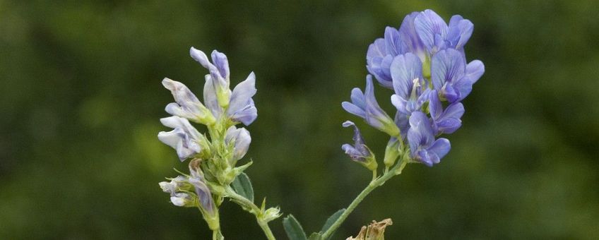 Luzerne, medicago sativa