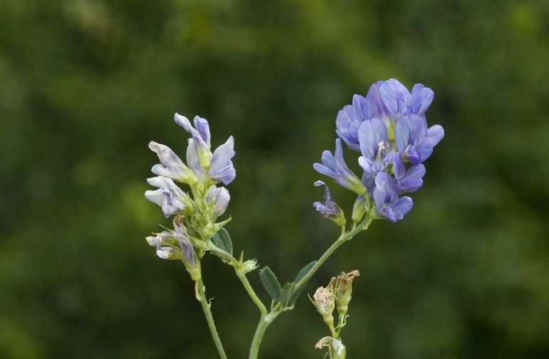 Luzerne wordt veel ingezaaid als groenbemester