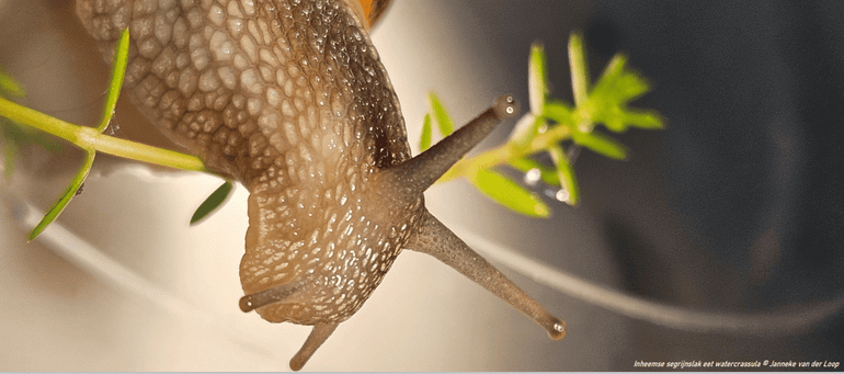 Segrijnslak eet van de invasieve exoot watercrassula tijdens een onderzoek naar de biologische bestrijding van deze plant