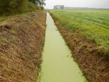 In een groot deel van de 300.000 kilometer slootkanten is er enorme winst te boeken als er meer aandacht is voor biodiversiteit