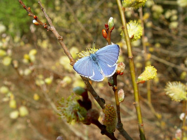 Boomblauwtjes zijn dol op wilgenkatjes. Dit is een mannetje, de zwarte rand langs de vleugels is heel smal