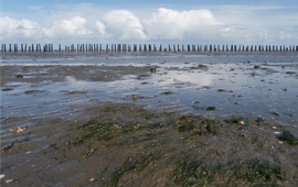 Willem van Duin Zeegras (eenmalig gebruik WUR)