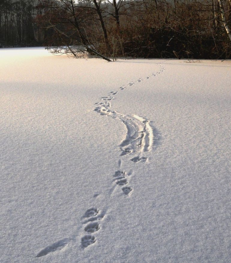 Ottersporen in de sneeuw